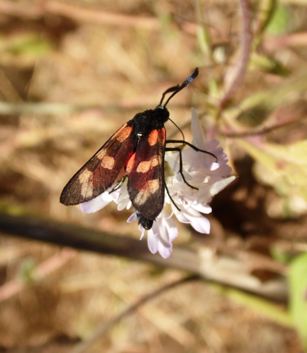 Zygaena filipendulae - Zygaenidae